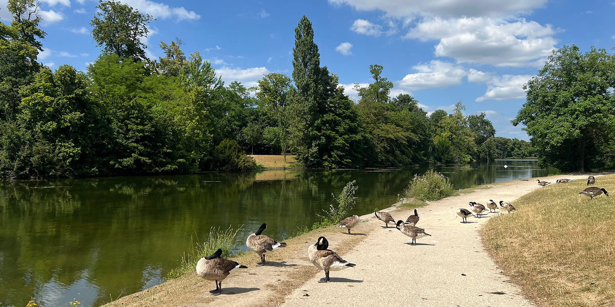 Bernaches sur un lac, en lisière de Paris