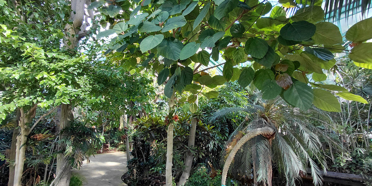 Grande serre de verre et de métal au cœur d'un jardin