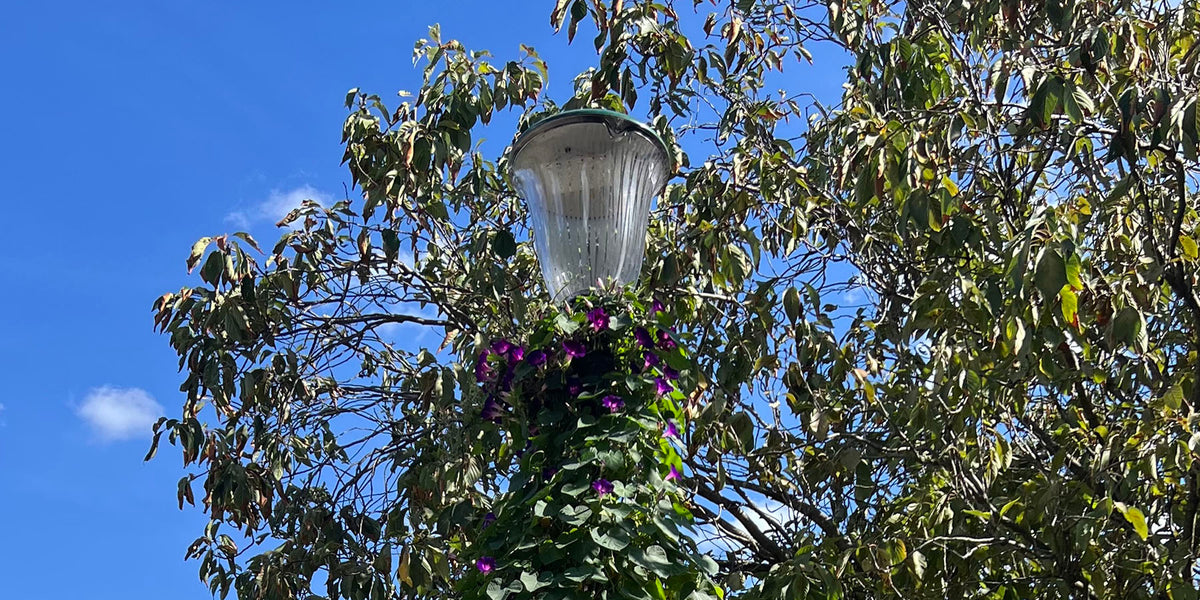 Clématite grimpant le long d'un lampadaire