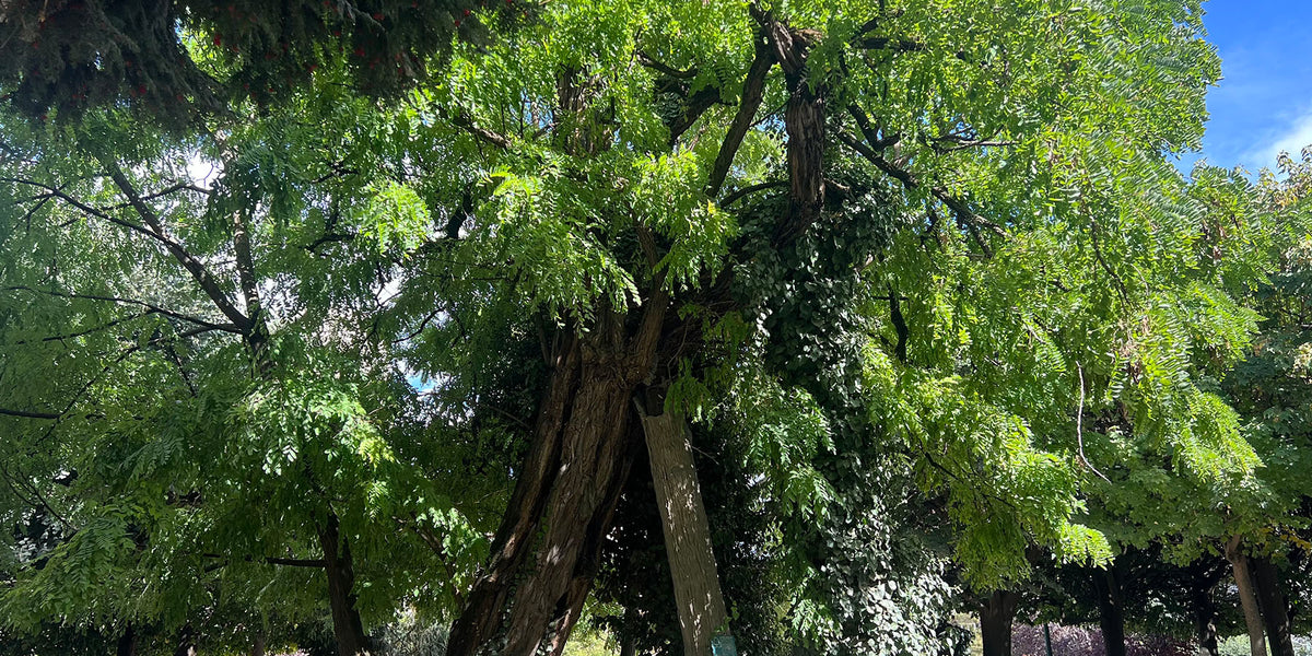 Feuillage d'un robinier dans un jardin parisien